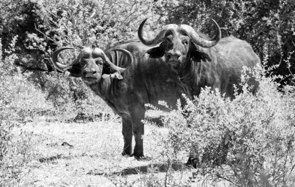 Cape buffalo — Stockfoto
