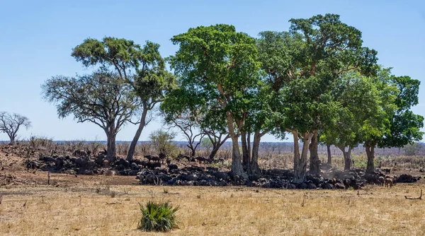 Cape buffalo stada — Zdjęcie stockowe