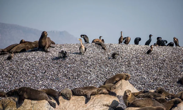 Kaap bont zeehonden — Stockfoto