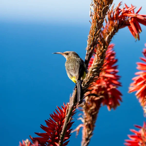 Kapzuckervogel — Stockfoto