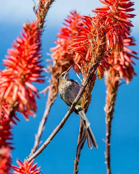 Cape Sugarbird — Stock Photo, Image
