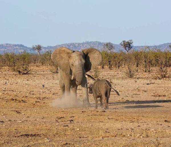 Sloni a buvoli — Stock fotografie