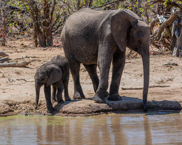 African Elephants