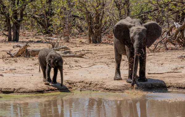 Elefanti africani — Foto Stock