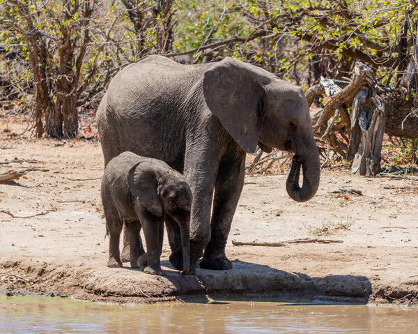 African Elephants