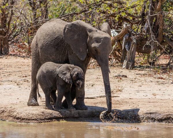 African Elephants