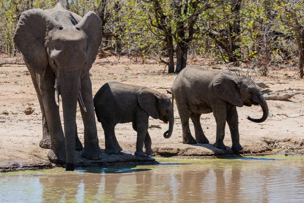 African Elephants — Stock Photo, Image