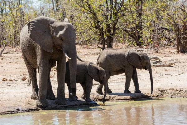 African Elephants — Stock Photo, Image