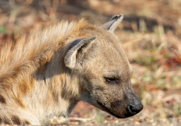 Vrouwelijke gevlekte hyena — Stockfoto