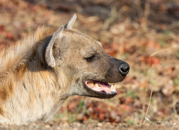 Θηλυκή ύαινα — Φωτογραφία Αρχείου