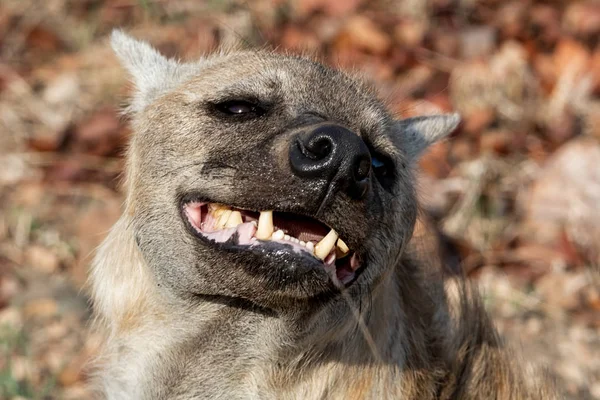 Θηλυκή ύαινα — Φωτογραφία Αρχείου