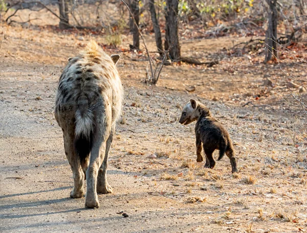 Hyena mãe e filhote — Fotografia de Stock