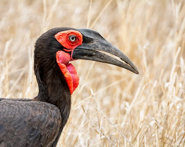 Hornbill de tierra meridional — Foto de Stock