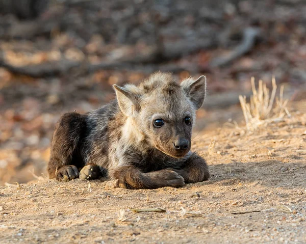 Cub ευκαρία — Φωτογραφία Αρχείου