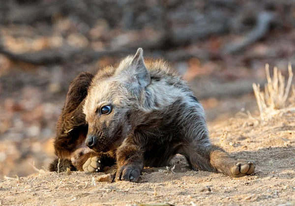 Cub ευκαρία — Φωτογραφία Αρχείου