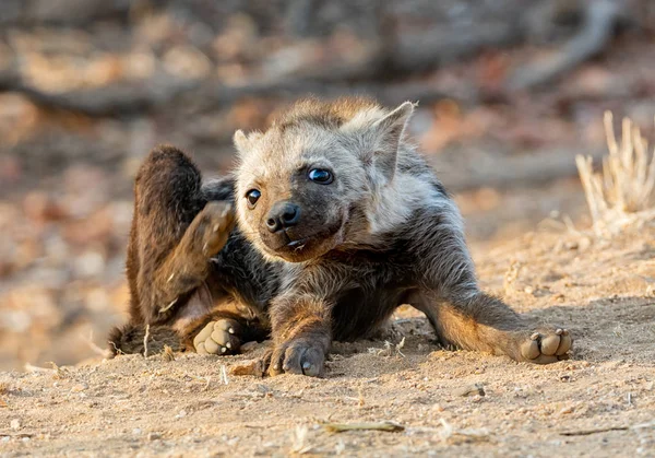 Cub ευκαρία — Φωτογραφία Αρχείου