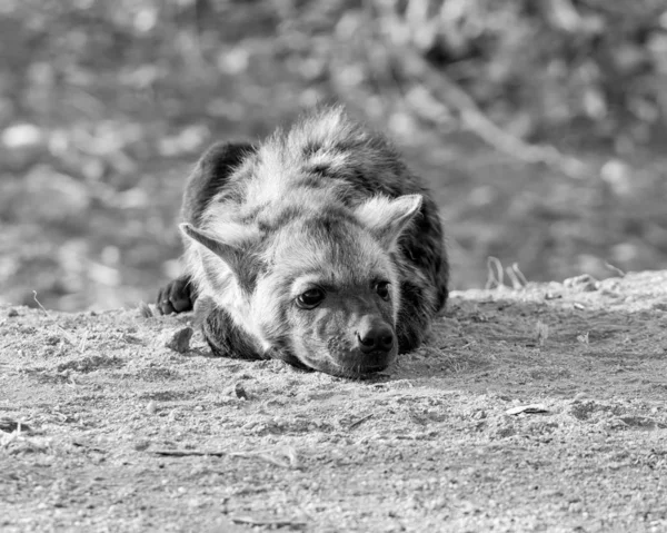 Zauważył hiena szczenię — Zdjęcie stockowe