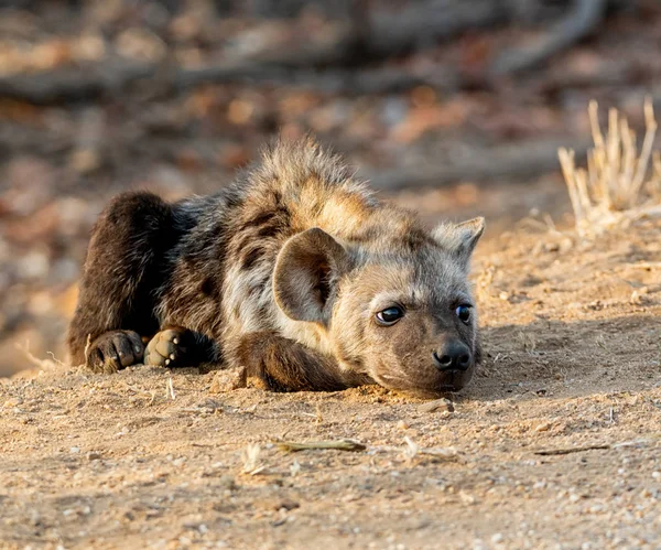 Skvrnitá hyena štěně — Φωτογραφία Αρχείου