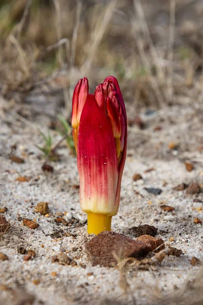 Brunsvigia orientalis —  Fotos de Stock