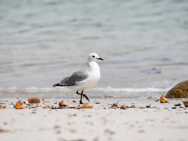 La gaviota de Hartlaub — Foto de Stock