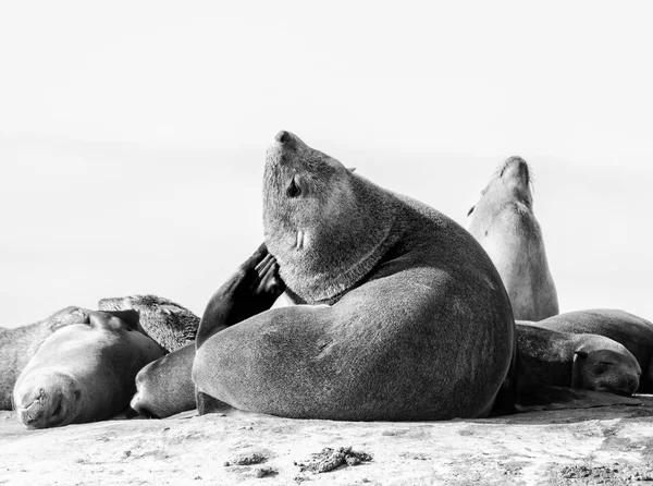 Przylądek foki — Zdjęcie stockowe