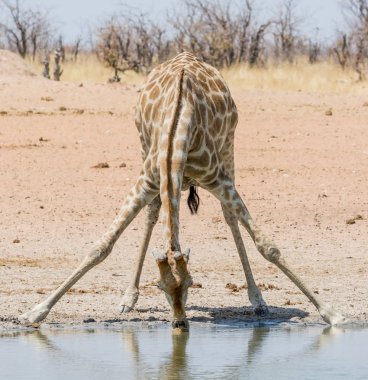 içme zürafa