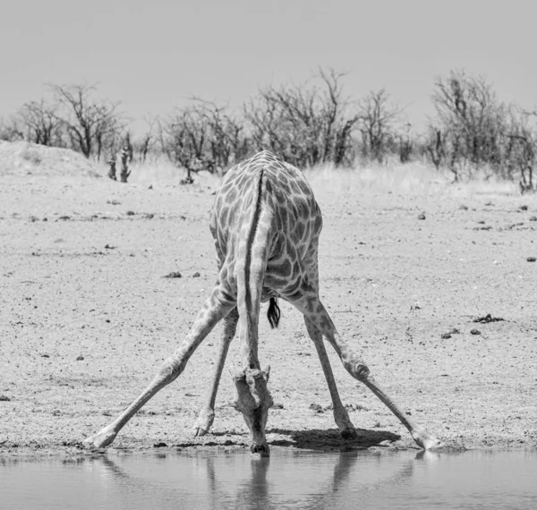 Giraffe Drinking — Stock Photo, Image