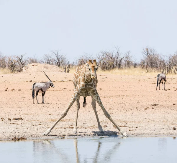 长颈鹿喝 — 图库照片