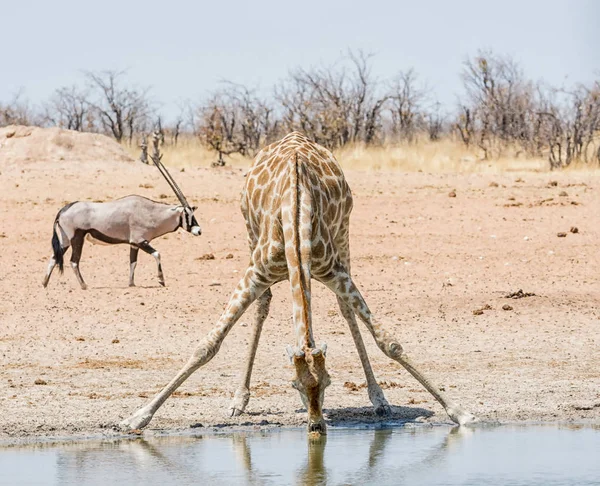 Bebida de girafa — Fotografia de Stock