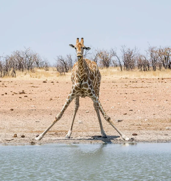 Giraffe Drinking — Stock Photo, Image
