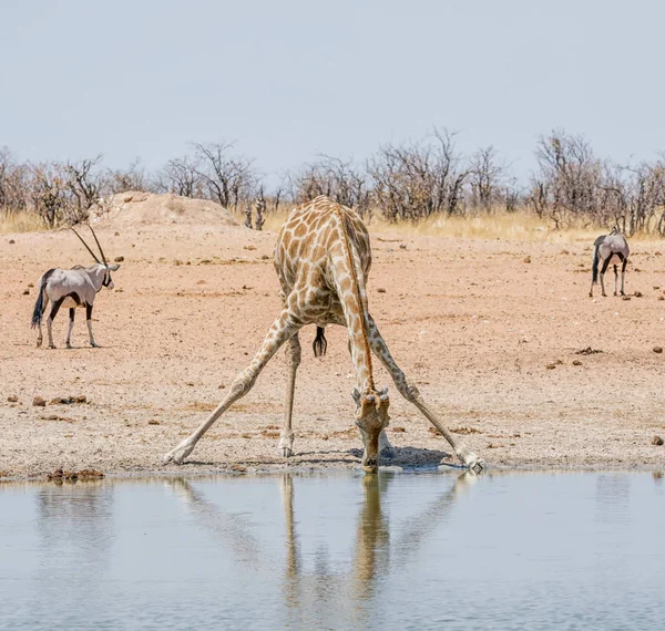 Bebida de girafa — Fotografia de Stock