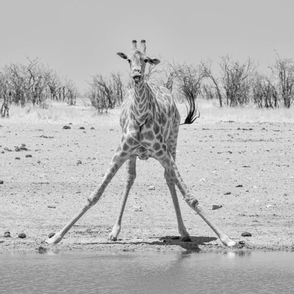Żyrafa picia — Zdjęcie stockowe