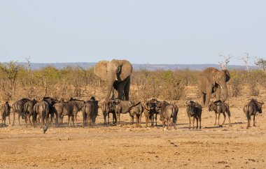 Meşgul sulama delik
