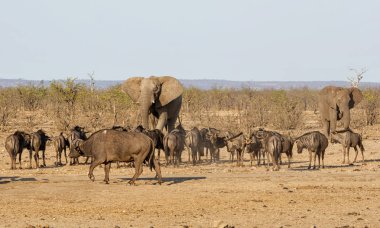 Meşgul sulama delik