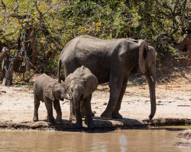 Bir Sulama Deliğinde Filler