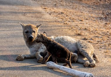 Benekli Sırtlan anne ve yavruları