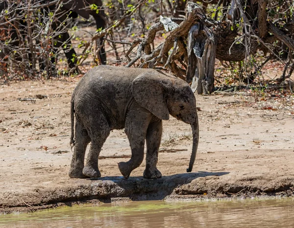 Elephant Calf At A Watering Hole — Stock Photo, Image