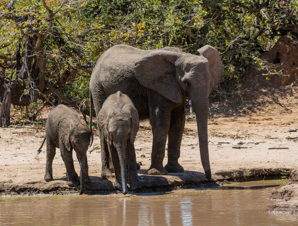 Elefanti in un buco di irrigazione — Foto Stock