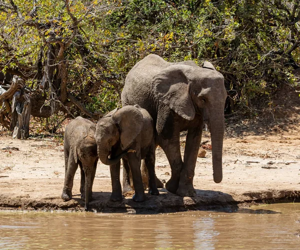 Elephants At A Watering Hole — Stock Photo, Image