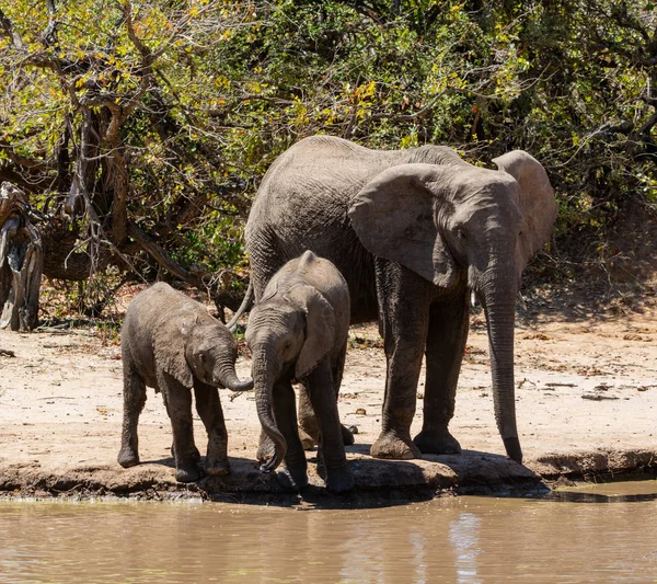 Elephants At A Watering Hole — Stock Photo, Image