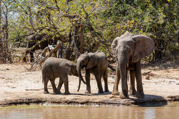 Elephants At A Watering Hole