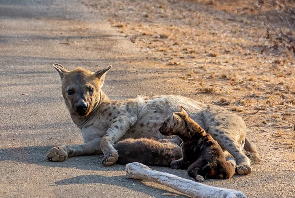 Μητέρα και μικρά ύαινα — Φωτογραφία Αρχείου