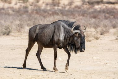 Mavi wildebeest