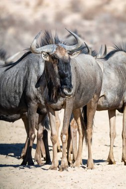 Mavi wildebeest