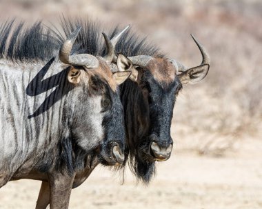 Mavi wildebeest