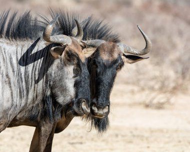 Mavi wildebeest