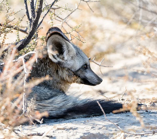 Νυχτερίδα-eared αλεπού — Φωτογραφία Αρχείου
