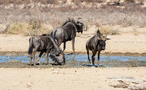 Blue wildebeest — Stockfoto