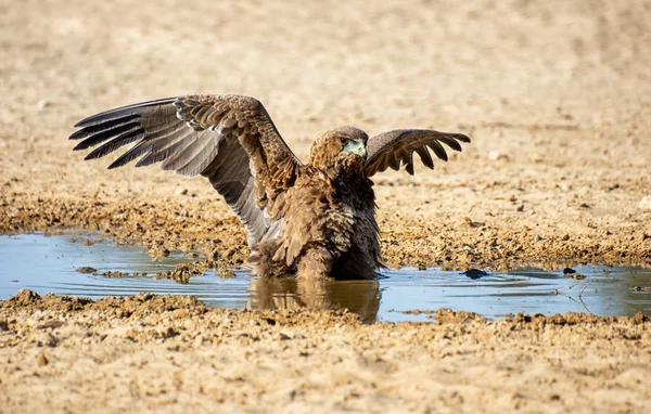 Águila inmadura bateleur — Foto de Stock