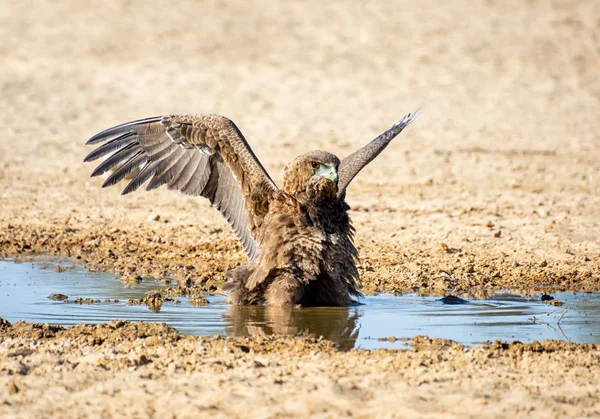 未成熟的 bateleur 鹰 — 图库照片